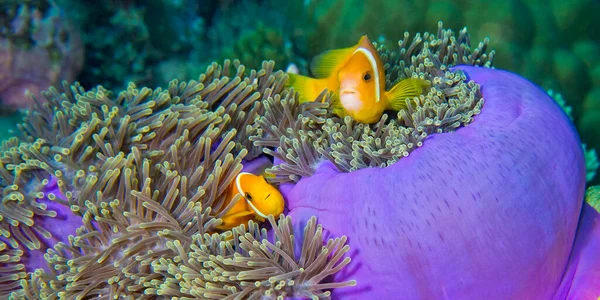 Blackfinned Anemonefish Amphiprion Nigripes Magnificent Sea Anemone Heteractis Magnifica Coral — Φωτογραφία Αρχείου