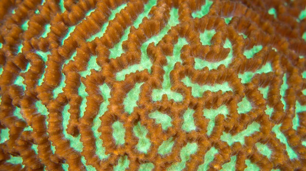 Hard Coral Reef Building Coral Bunaken National Marine Park Bunaken — Stockfoto