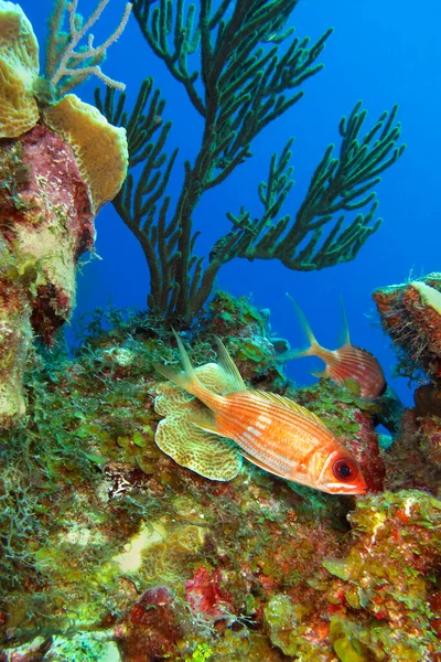 Arrecife Peces Arrecife Coral Mar Caribe Isla Juventud Cuba América — Foto de Stock