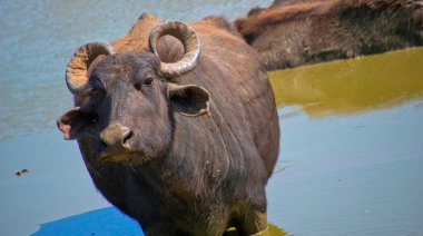 Asya Su Bufalosu, Bubalus Bubalis, Udawalawe Ulusal Parkı, Sri Lanka, Asya