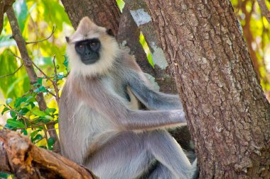 Gray Langur, Hanuman Langur, Semnopithecus entellus, Kaudulla Ulusal Parkı, Sri Lanka, Asya