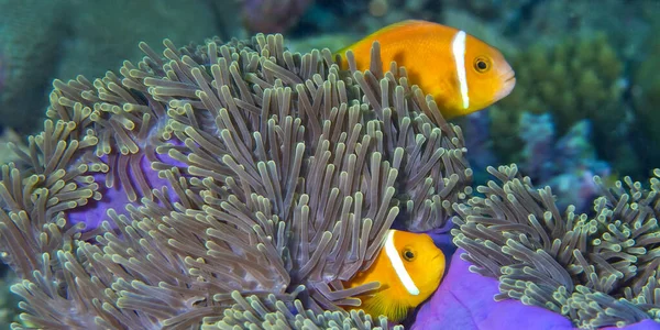 Blackfinned Anemonefish Amphiprion Nigripes Magnificent Sea Anemone Heteractis Grana Coral — 스톡 사진