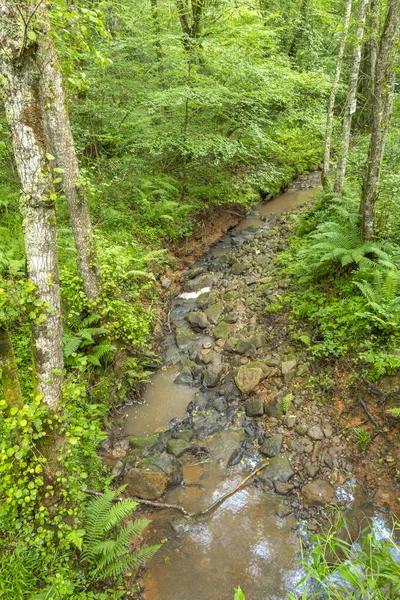 西班牙坎塔布里亚Oyambre自然公园Corona山Caviedes沿海山毛榉森林 — 图库照片