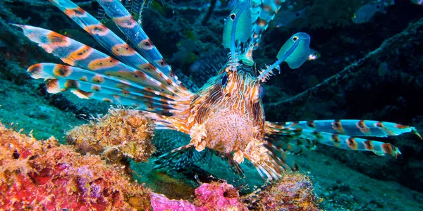 レッド ライオンフィッシュ ペトロ ヴォリタン コーラル リーフ サウス 男性環礁 モルディブ インド洋 — ストック写真