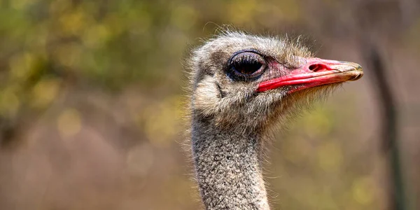 Közös Strucc Struthio Camelus Vadrezervátum Dél Afrika Afrika — Stock Fotó