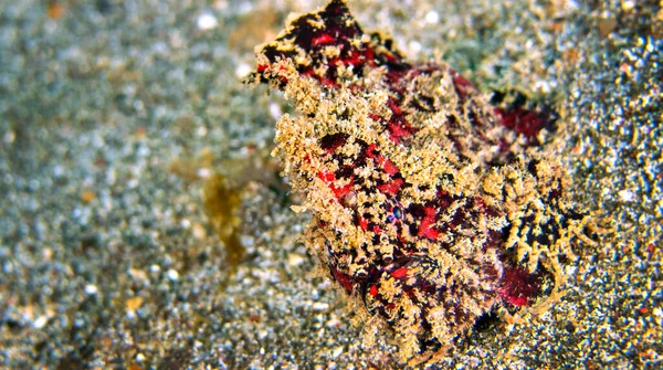 Frogfish Freckled Anglerfish Antennarius Coccineus Coral Reef Lembeh North Sulawesi — Stockfoto