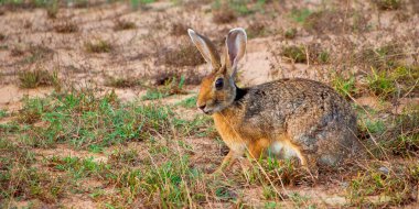 Siyah peçeteli tavşan, Hint tavşanı, Lepus nigricollis, Wilpattu Ulusal Parkı, Sri Lanka, Asya