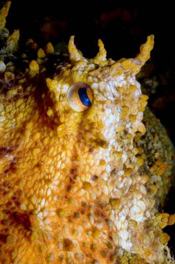 Akdeniz Octopus, Octopus vulgaris, Cabo Cope Puntas del Calnegre Bölge Parkı, Akdeniz, Murcia, İspanya, Avrupa 