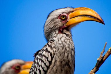 Kırmızı gagalı boynuz gagalı, Tockus flavirostris, Chobe Ulusal Parkı, Botswana, Afrika