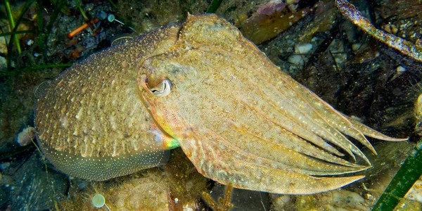 Mürekkep Balığı Sepya Ssepia Officinalis Cabo Cope Puntas Del Calnegre — Stok fotoğraf