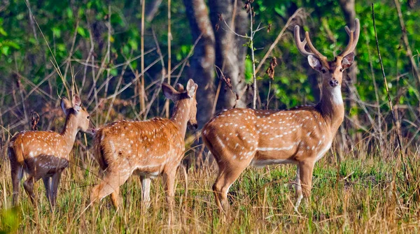 Spotted Deer Cheetal Axis Axis Axis Deer Royal Bardia National — ストック写真