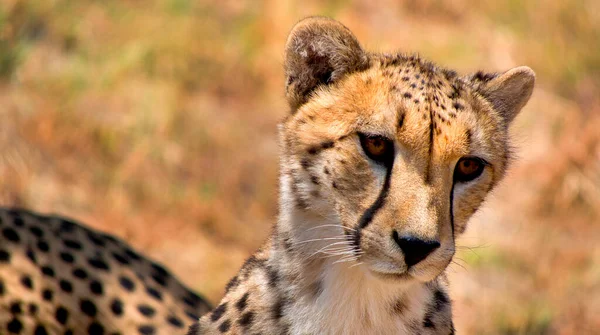 Cheetah Acinonyx Jubatus Wildlife Reserve South Africa Africa — Stock Photo, Image