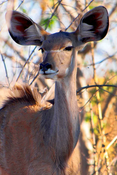 Kudu Tragelaphus Strepsiceros Chobe National Park Botswana Africa — 스톡 사진