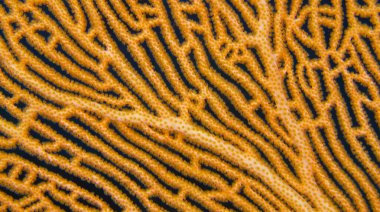 Gorgonian, Sea Fan, Sea Whips, Coral Reef, South Ari Atoll, Maldivler, Hint Okyanusu, Asya