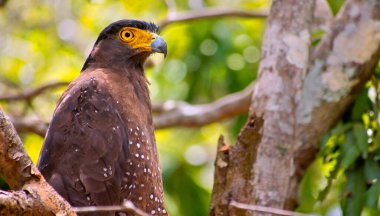 Armalı Yılan Kartalı, Dökülen Çita, Wilpattu Ulusal Parkı, Sri Lanka, Asya