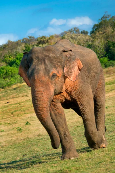 Elefante Sri Lanka Elephas Maximus Maximus Parque Nacional Wilpattu Sri — Foto de Stock