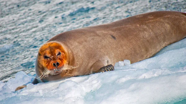 Bearded Seal Erignathus Barbatus Arctic Spitsbergen Svalbard Νορβηγία Ευρώπη — Φωτογραφία Αρχείου