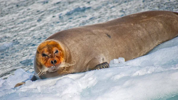 Bartrobbe Erignathus Barbatus Arktis Spitzbergen Spitzbergen Norwegen Europa — Stockfoto