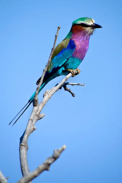 Leylak göğüslü Roller, Coracias caudatus, Chobe Ulusal Parkı, Botswana, Afrika