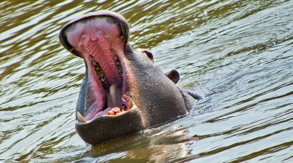 Hippo Hippopotamus Hippopotamus Amphibius Kruger National Park Mpumalanga Sudáfrica África — Foto de Stock