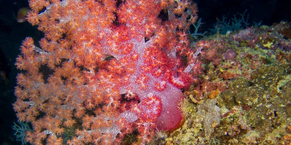 Arbres Multibranches Corail Mou Récif Corallien Atoll Mâle Sud Maldives — Photo