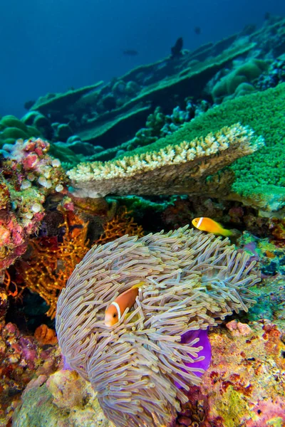 Anemonefish Amphiprion Nigripes Magnificent Sea Anemone Heteractis Magnifica Rafa Koralowa — Zdjęcie stockowe