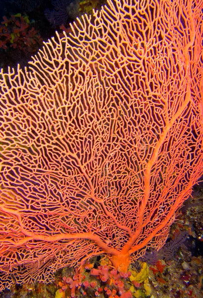Gorgonian Sea Fan Sea Whip Coral Reef South Ari Atoll — стокове фото