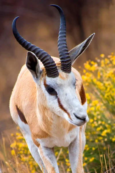 Springbok Antidorcas Marsupialis Santuário Khama Rhino Serowe Botswana África — Fotografia de Stock