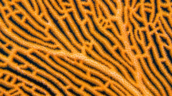 Gorgonian Ventilador Del Mar Látigos Marinos Arrecife Coral Atolón Del —  Fotos de Stock