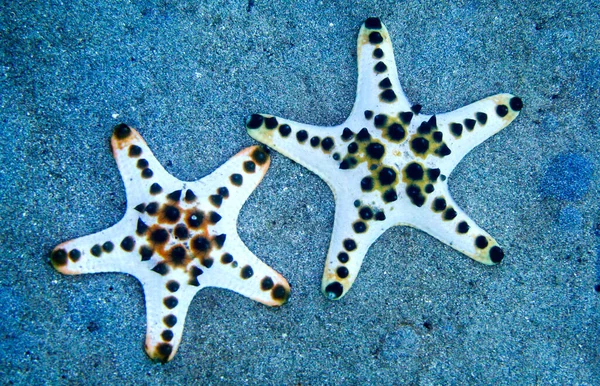 Sea Star, Chocolate Chip Sea Star, Protoreasrer nodosus, Bunaken National Marine Park, Bunaken, North Sulawesi, Indonesia, Asia