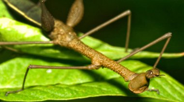 Tropik Çubuk Böceği, Yağmur Ormanı, Napo Nehri Havzası, Amazonya, Ekvador, Amerika
