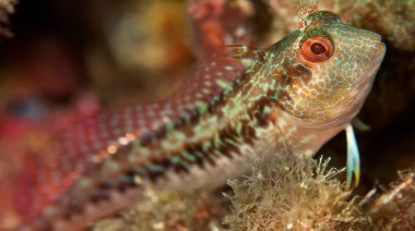 Ringneck Blenny, Parablennius pilicornis, Cabo Cope Puntas del Canegre Doğal Parkı, Akdeniz, Murcia, İspanya, Avrupa