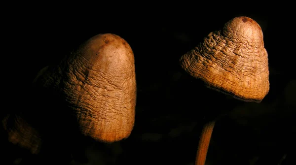 Wild Mushroom Sierra Guadarrama National Park Segovia Castilla Leon Spain — 스톡 사진