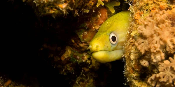 Moray Amarelo Recife Coral Mar Vermelho Egito África — Fotografia de Stock