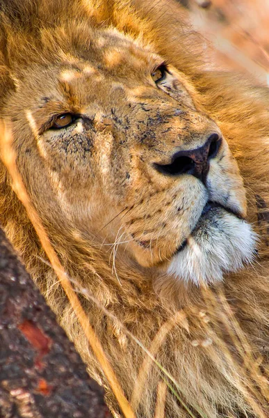 Lion Panthera Leo Wildlife Reserve South Africa Africa — Stock Photo, Image
