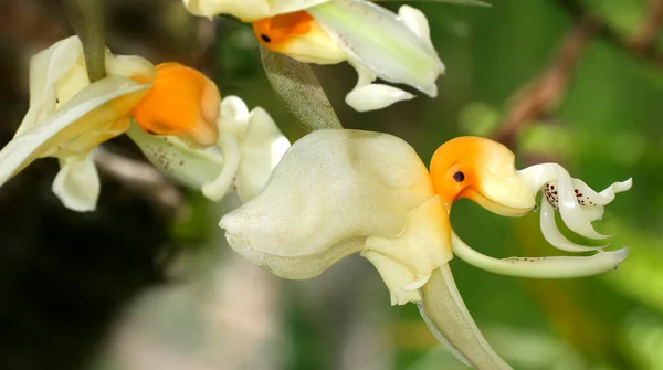 Tropikalna Orchidea Orchidea Amazonia Ekwador Stany Zjednoczone — Zdjęcie stockowe