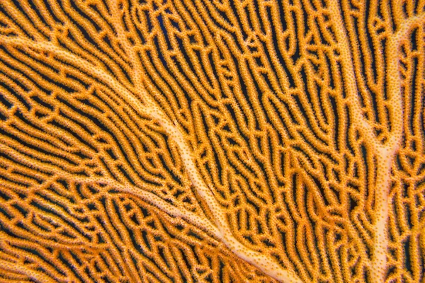 Sea Fan Sea Whips Gorgonian Coral Reef South Ari Atoll —  Fotos de Stock