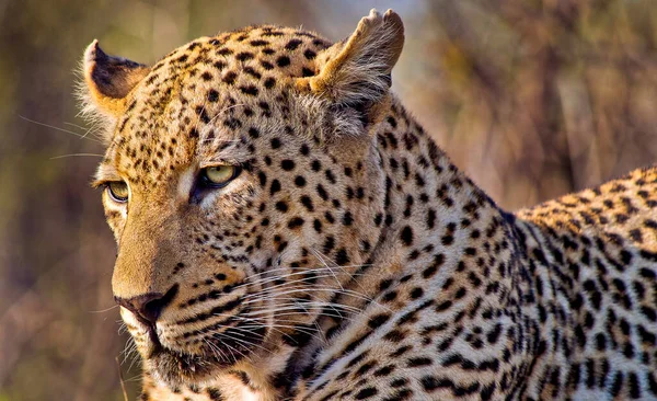 Leopard Panthera Pardus Kruger National Park Mpumalanga South Africa Africa — 图库照片