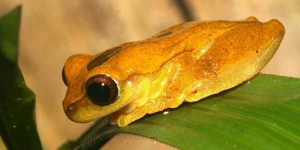 Tropical Frog Rainforest Napo River Basin Amazonia Ecuador America — Zdjęcie stockowe