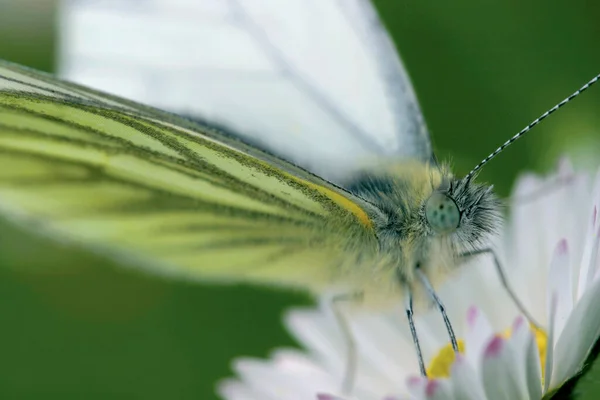 Butterfly Sierra Guadlaorma National Park Segovia Castilla Leon Spain Europe — 스톡 사진