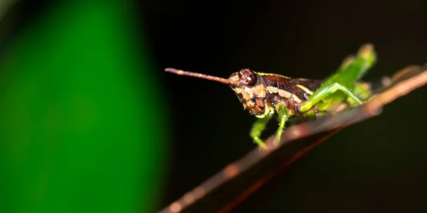 Grasshopper Tropical Rainforest Marino Ballena National Park Uvita Osa Puntarenas — 스톡 사진