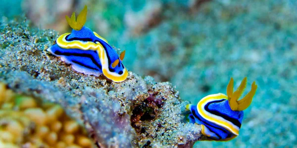 Sea Slug Dorid Nudibranch Elisabeth Chromodoris Chromodoris Elisabethina Coral Reef — Photo
