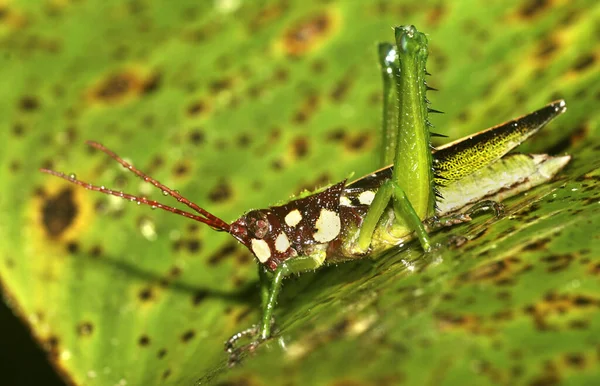 Grasshopper Tropical Rainforest Napo River Basin Amazonia Ecuador South America — 스톡 사진