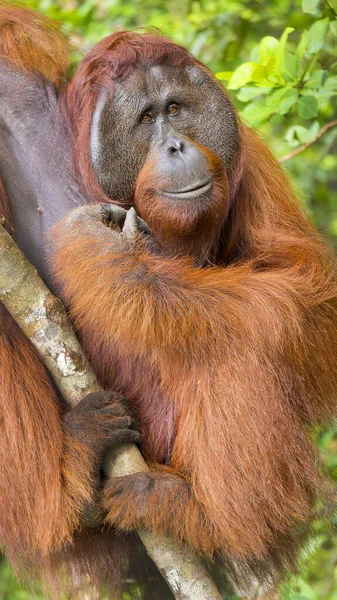Orangutan Pongo Pygmaeus Sekonyer River Tanjung Puting National Park Kalimantan — 图库照片