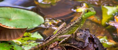 Plumed Basilisk, Green Basilisk, Jesus Christ Lizard, Basiliscus plumifrons, Tropikal Yağmur Ormanları, Kosta Rika, Orta Amerika, Amerika