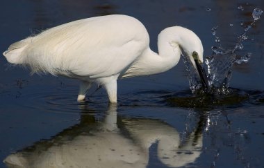 Beyaz balıkçıl, Küçük balıkçıl, Egretta garzetta, Küçük balıkçıl, Salinas de Santa Pola Doğal Parkı, Alicante, Comunidad Valenciana, İspanya, Avrupa