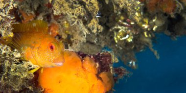 Ringneck Blenny, Parablennius pilicornis, Cabo Cope Puntas del Calnegre Bölge Parkı, Akdeniz, Murcia, İspanya, Avrupa 