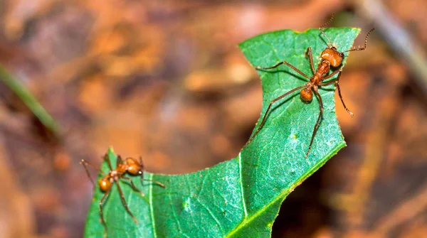 Φύλλα Ant Τροπικό Τροπικό Δάσος Marino Ballena National Park Uvita — Φωτογραφία Αρχείου