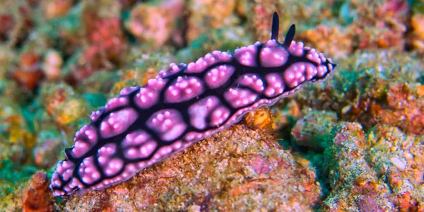 Sea Slug Dorid Nudibranch Pimpled Phyllidiella Phyllidiella Pustulosa Coral Reef — Fotografia de Stock
