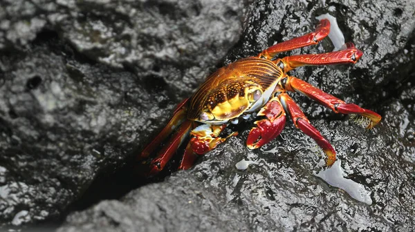 Red Rock Crab Zayapa Abuete Negro Grapsus Grapsus Galapagos National — 스톡 사진